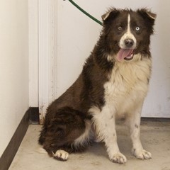 Adoptable Pets in Ely, NV