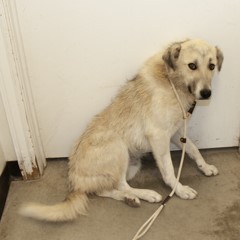 Adoptable Pets in Ely, NV