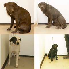 Adoptable Pets in Ely, NV