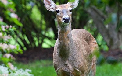 It Is Illegal to Feed Wildlife and You Could Be Fined!