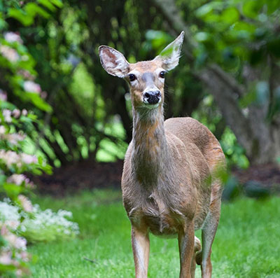 It Is Illegal to Feed Wildlife and You Could Be Fined!