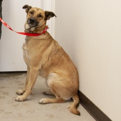 Adoptable Pets in Ely, NV