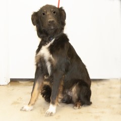 Adoptable Pets in Ely, NV