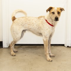 Adoptable Pets in Ely, NV 