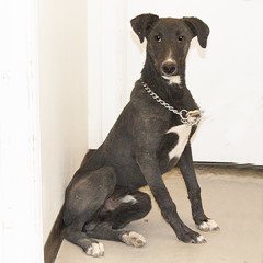 animals for adoption in Ely, NV