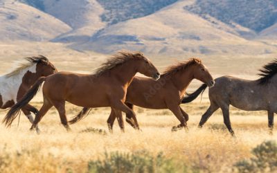 BLM Seeks input for wild horse herd management plan in northeast Nevada