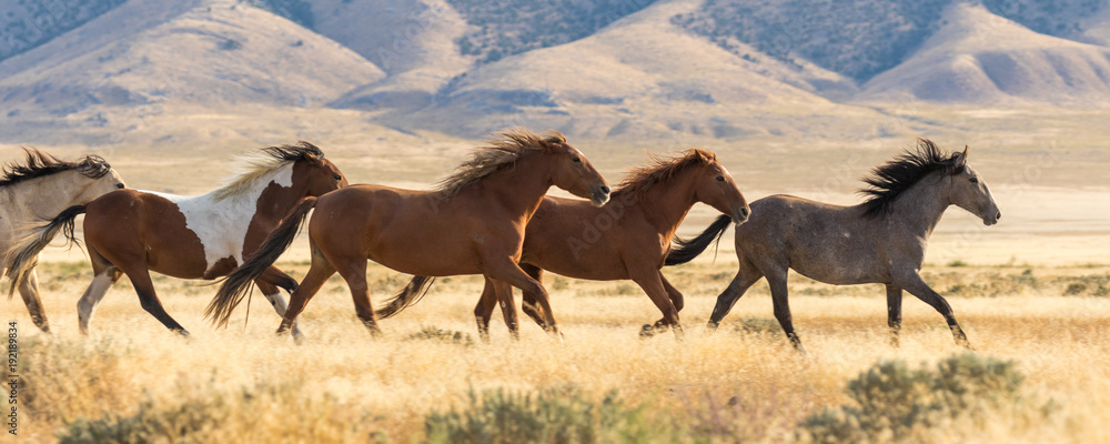 BLM Wild Horse Management Plan