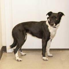 Adoptable Pets in Ely, NV