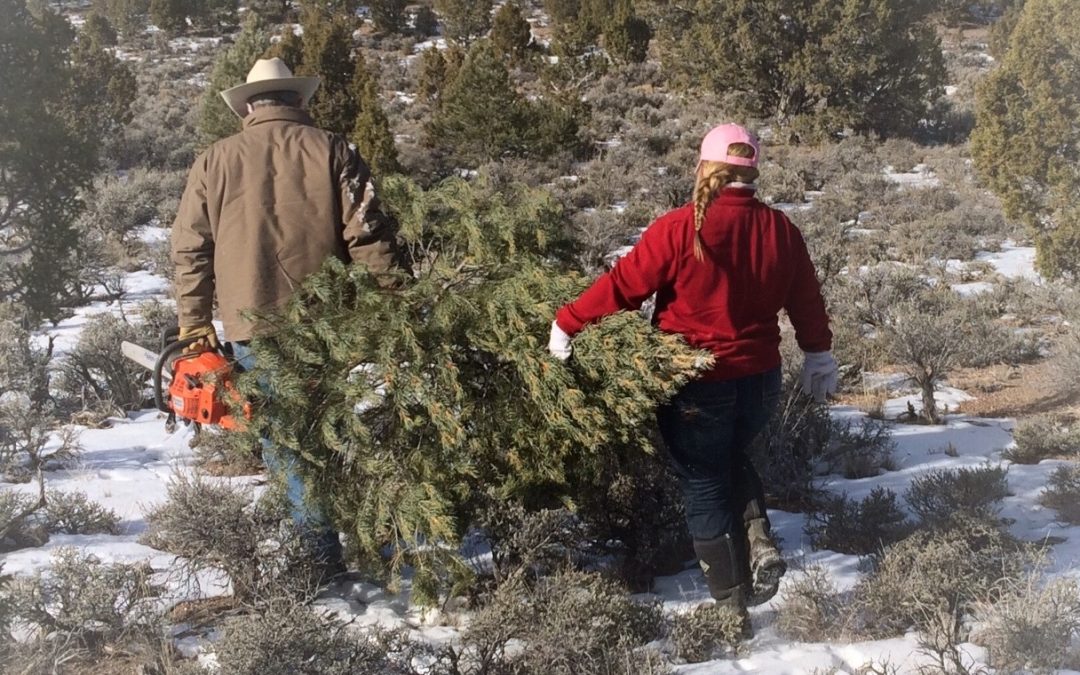 BLM Ely District selling Christmas tree-cutting permits