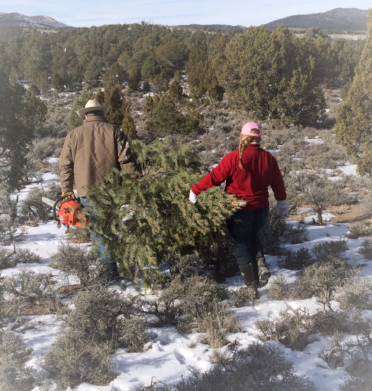 Christmas tree-cutting permits in Elly, NV