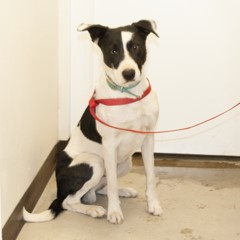 Adoptable Pets in Ely, NV