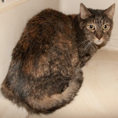 Adoptable Pets in Ely, NV