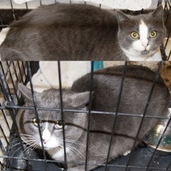 adoptable pets in Ely, NV