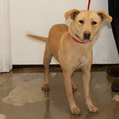 Adoptable Pets in Ely, NV