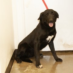 Adoptable Pets in Ely, NV