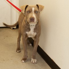 Adoptable Pets in Ely, NV