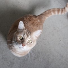 adoptable pets in Ely, NV