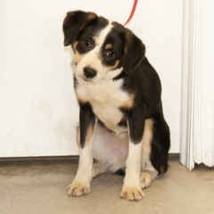 adoptable pets in Ely, NV